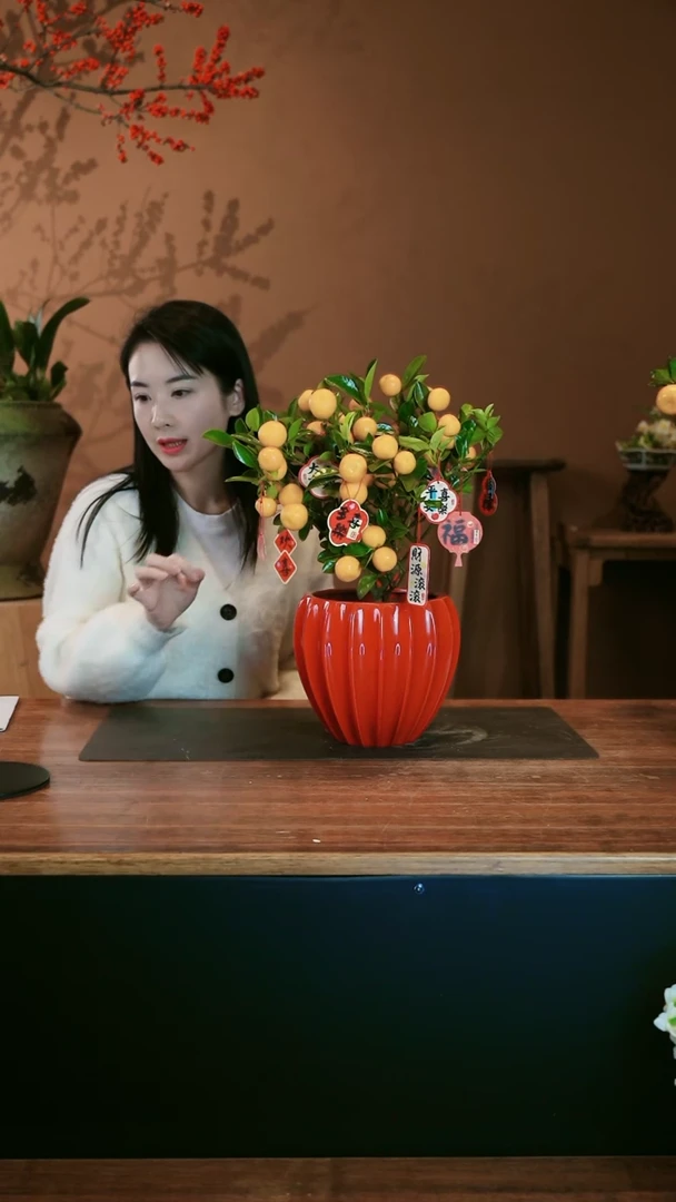 【闪购商品】盆景小金橘 红