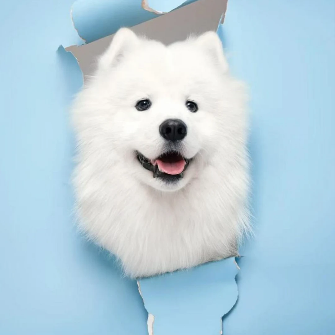 柚子萨摩耶活体宠物链接