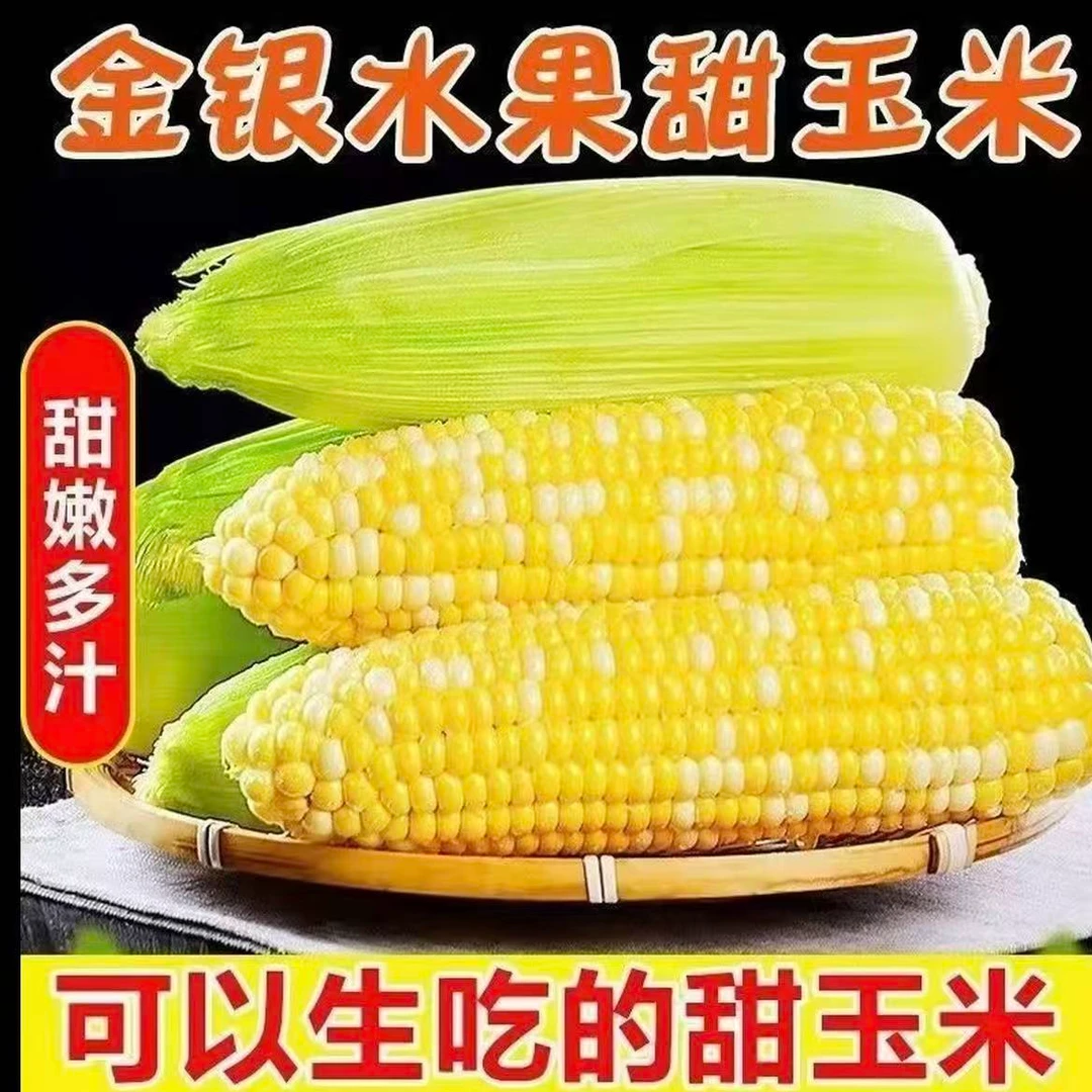 新疆冰淇淋金银双色水果玉米甜脆多汁可生吃榨汁购买4斤送一斤