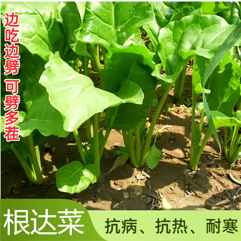 根达菜种子劈菜牛皮菜厚皮菜君达菜多次采收特色蔬菜种子农家菜籽