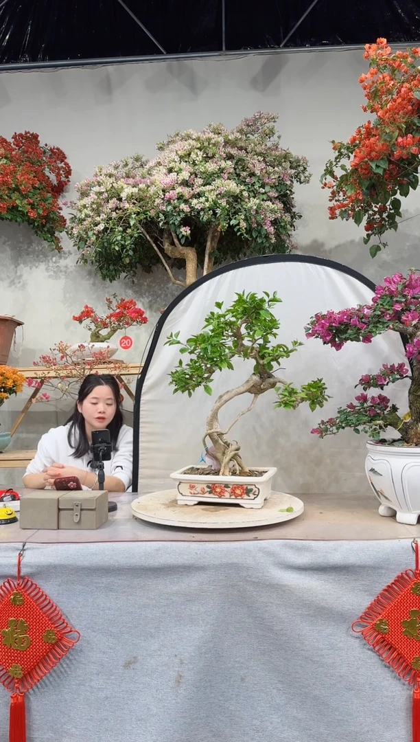 【闪购商品】盆景三角梅