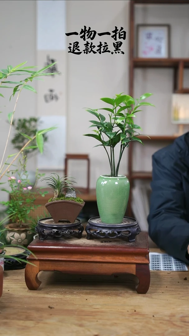 完全开放半**盒302竹柏+玉龙草