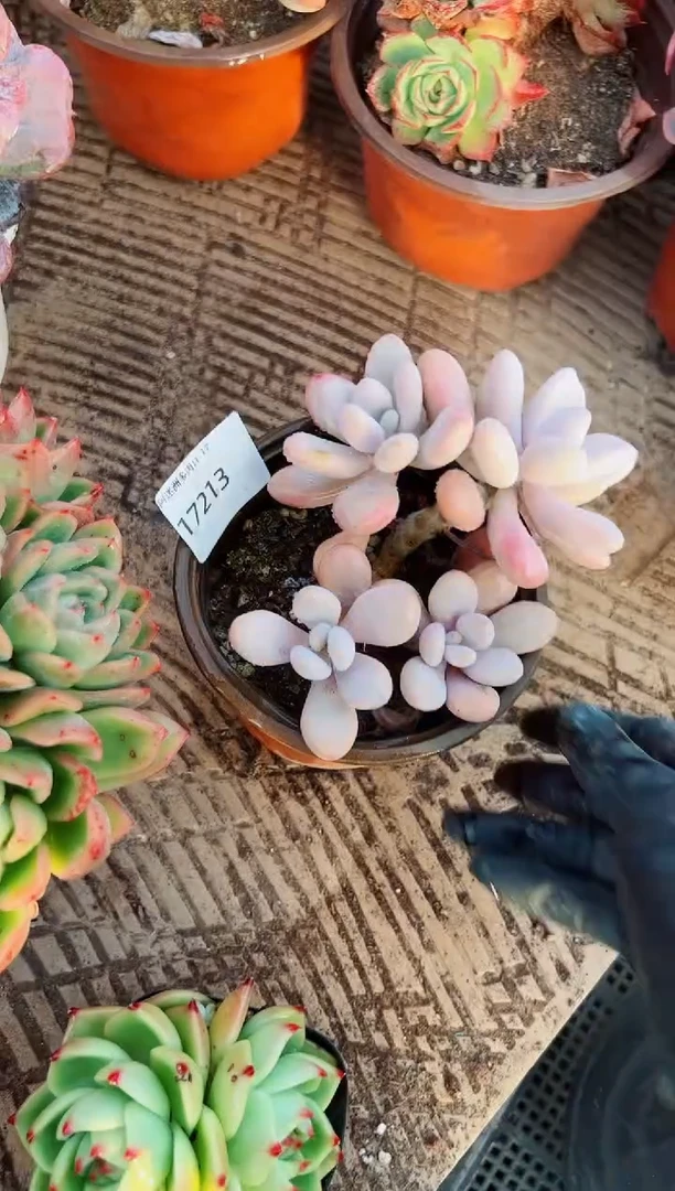 用****6多肉植物一物一拍17213