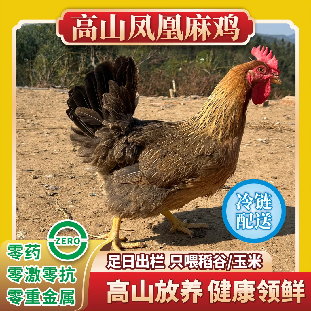 【手工】现宰 广宁凤凰麻鸡 散养180天 两只装（7-7.5斤）顺丰包邮