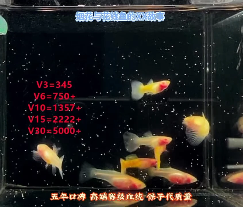 孔雀鱼幻彩玻璃猫白子系列练手3对加1对备损