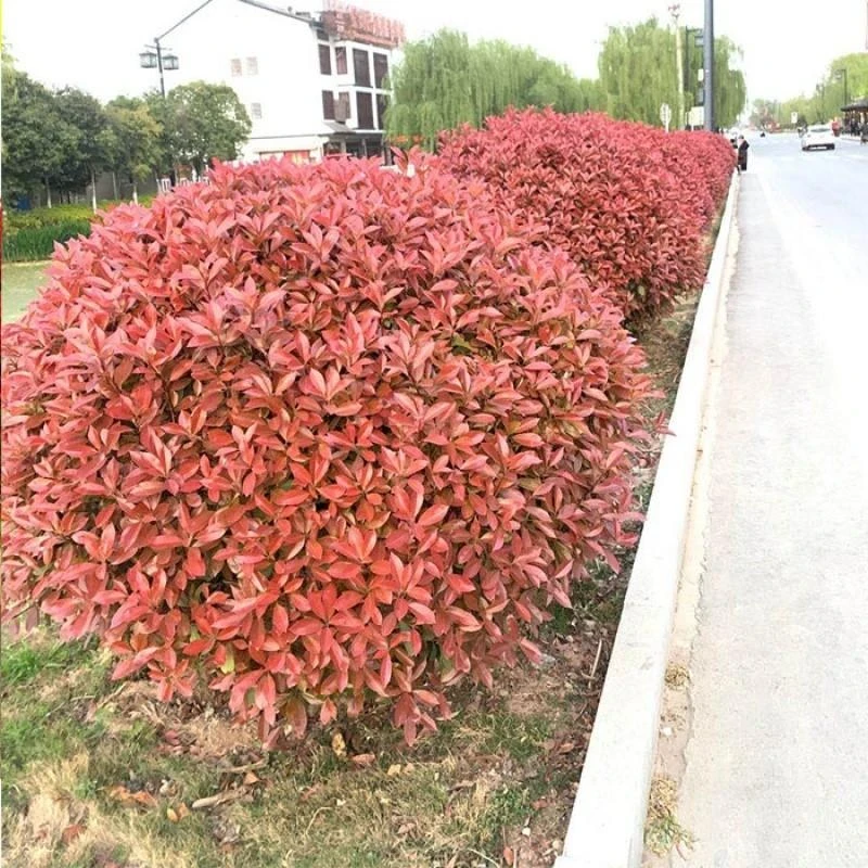 庭院绿化工程苗红叶石楠球小苗 红叶石楠树苗 红花继木球 黄杨球