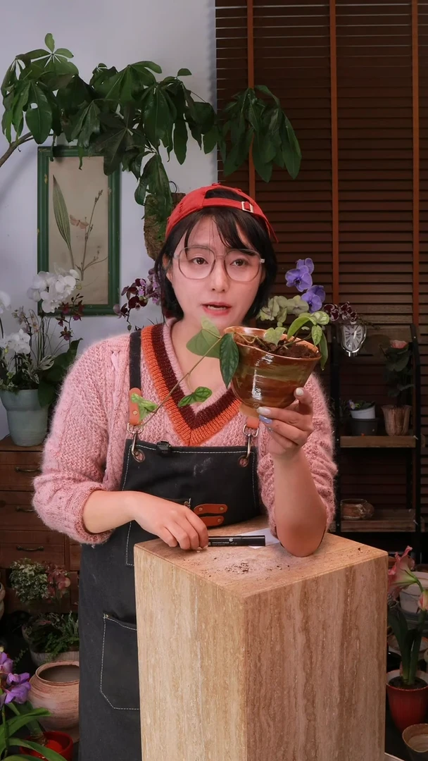 无花朵 水晶胡椒 带盆 种好发货 顺丰包邮