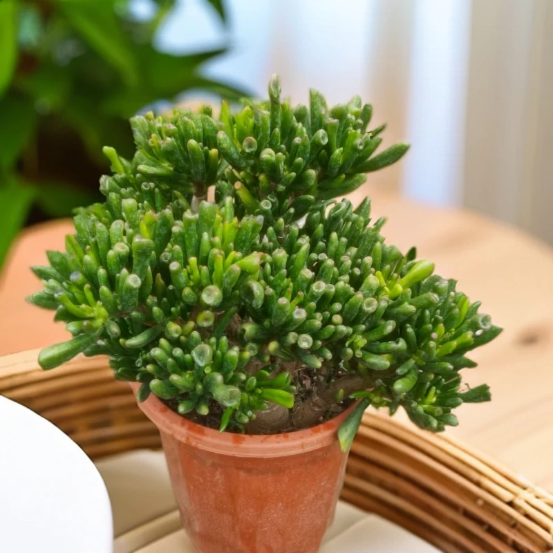 吸财树3年  多肉植物  室内外桌面 好养绿植花卉 适合新手