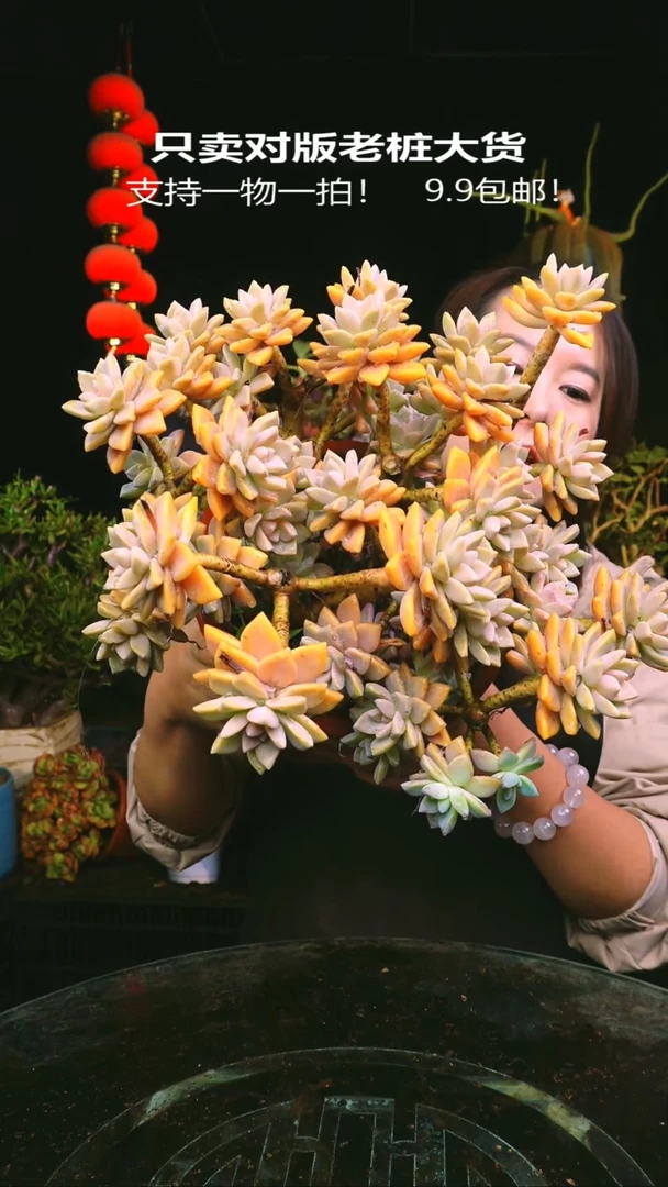 205号紫雾一物一拍