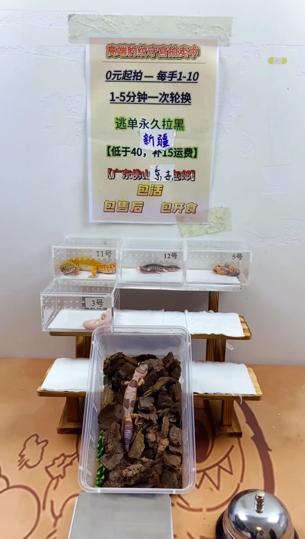 豹纹守宫豹纹守宫幼苗亚成体成体肥尾