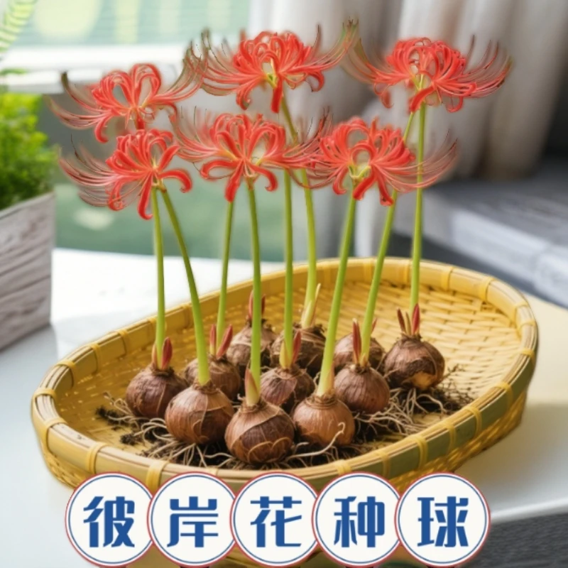 彼岸花种球曼珠沙华盆栽红花换锦石蒜大种球阳台花卉四季种植开花