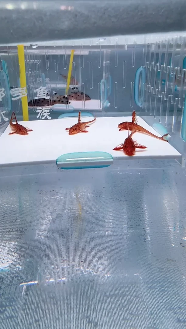 清道夫4+不包入缸损32