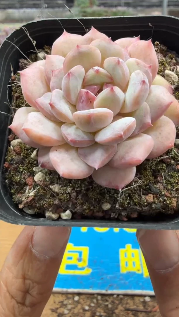 东云多肉园二店-627