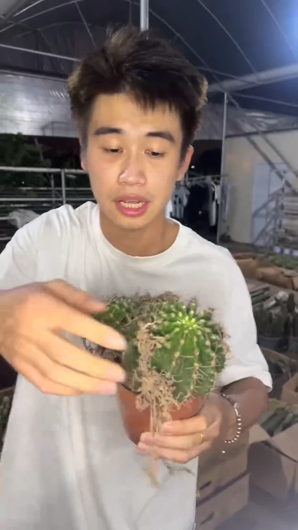 实生根 席克氏彩草 7-10cm