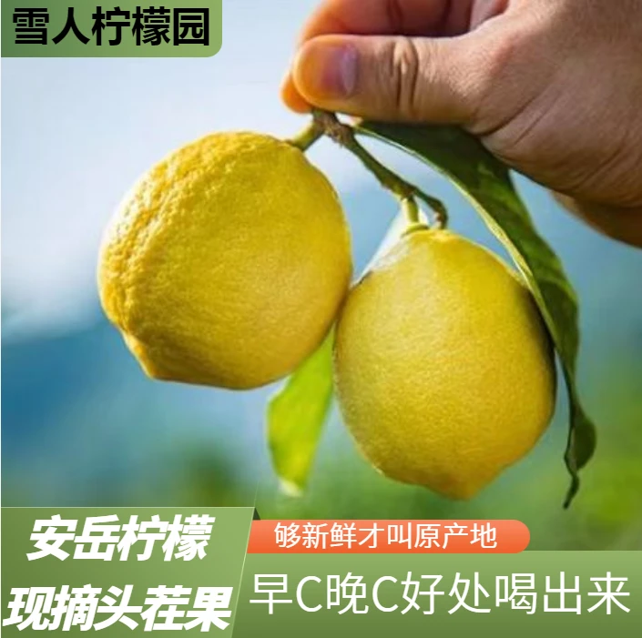 【安岳柠檬尝鲜装】安岳黄柠檬 小果 60-80克独立包装 酸酸多汁新鲜