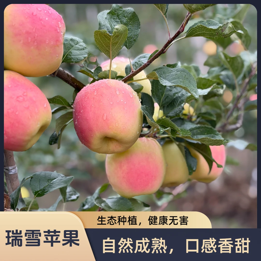 四川瑞雪苹果苹果新鲜当季脆甜多汁水果