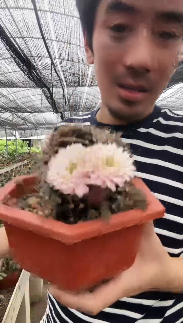 翠晃冠缀化======