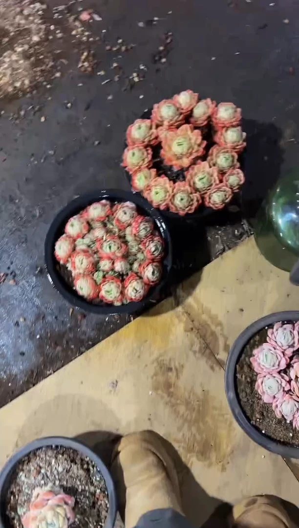 【闪购商品】58号两颗西娜包邮