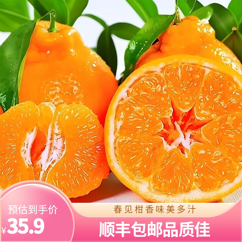 春见耙耙柑果肉细腻多汁顺丰包邮送到家