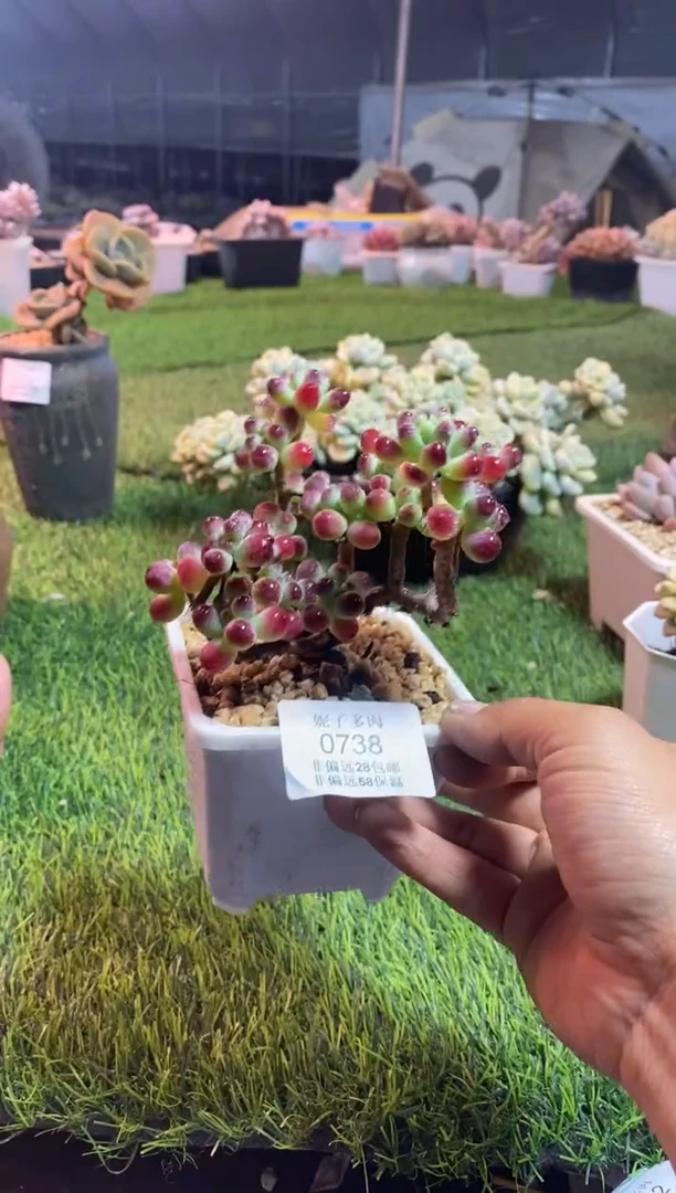 【闪购商品】0738a