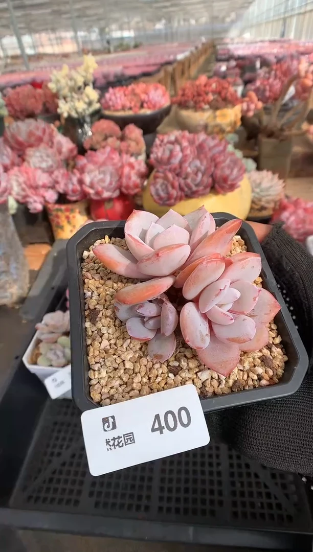 400奶茶一物一拍888