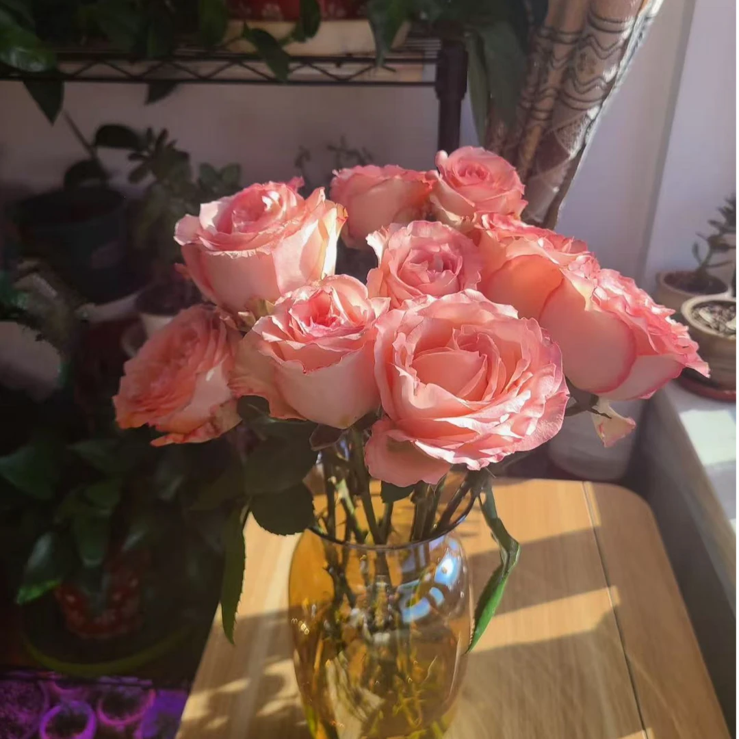 【蝴蝶谷】月季玫瑰大花月季花盆栽室内外易养护四季开花