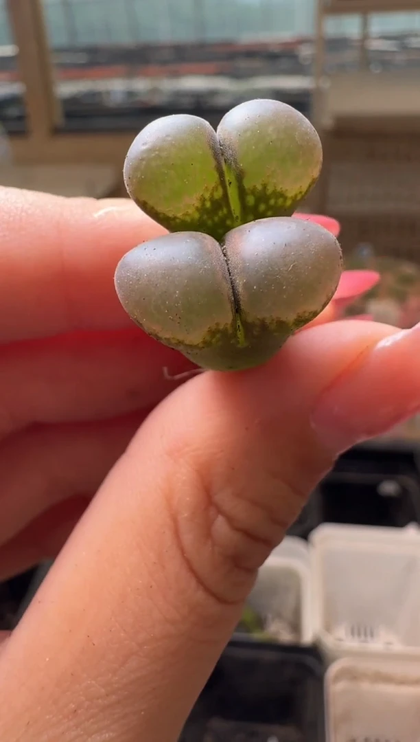 8-57多肉植物肉锥...