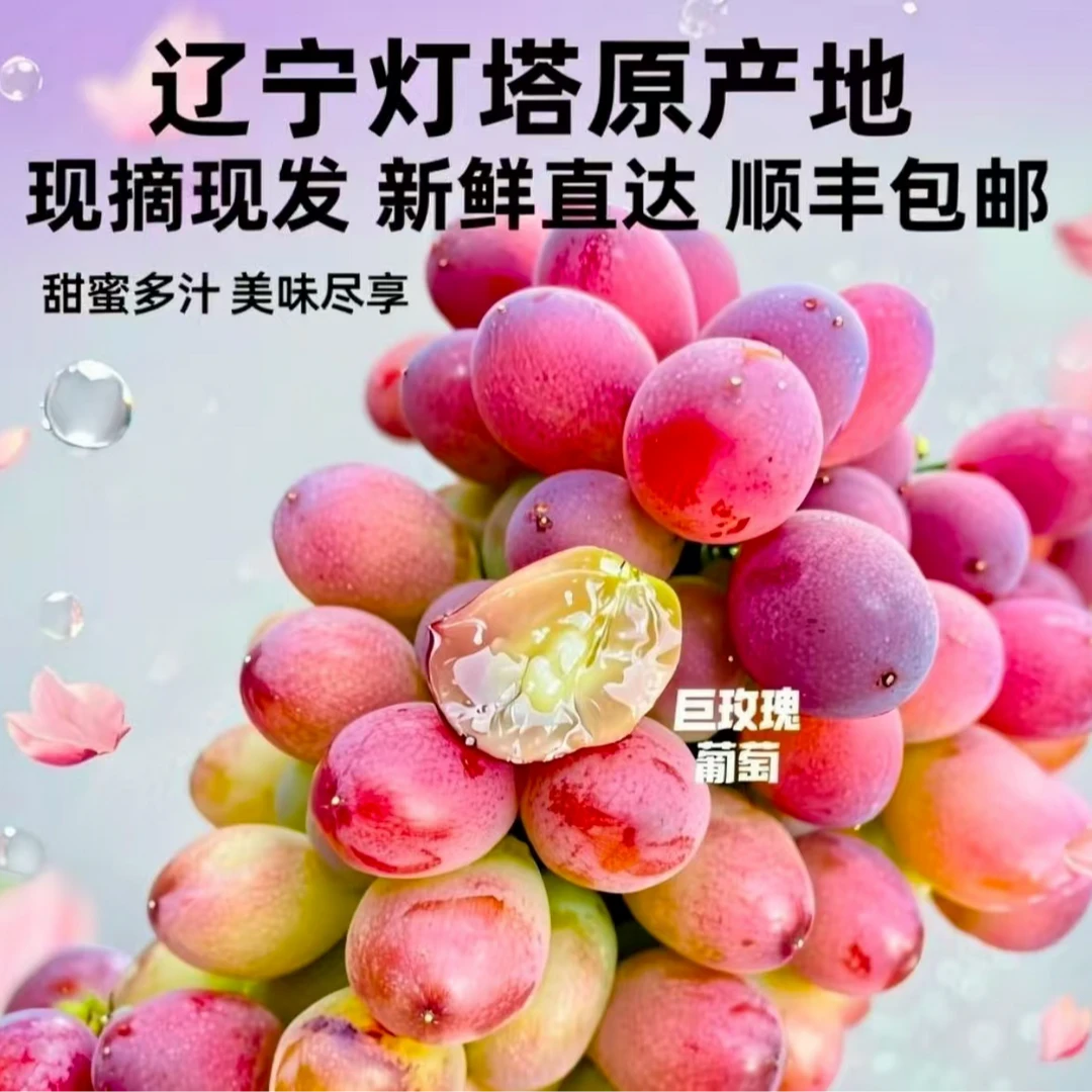 【纯甜无籽 玫瑰味贼浓】灯塔正宗巨玫瑰玫瑰香葡萄葡萄辽宁省