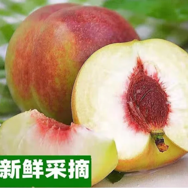 青州蜜桃 脆甜多汁新鲜现摘 应季毛桃