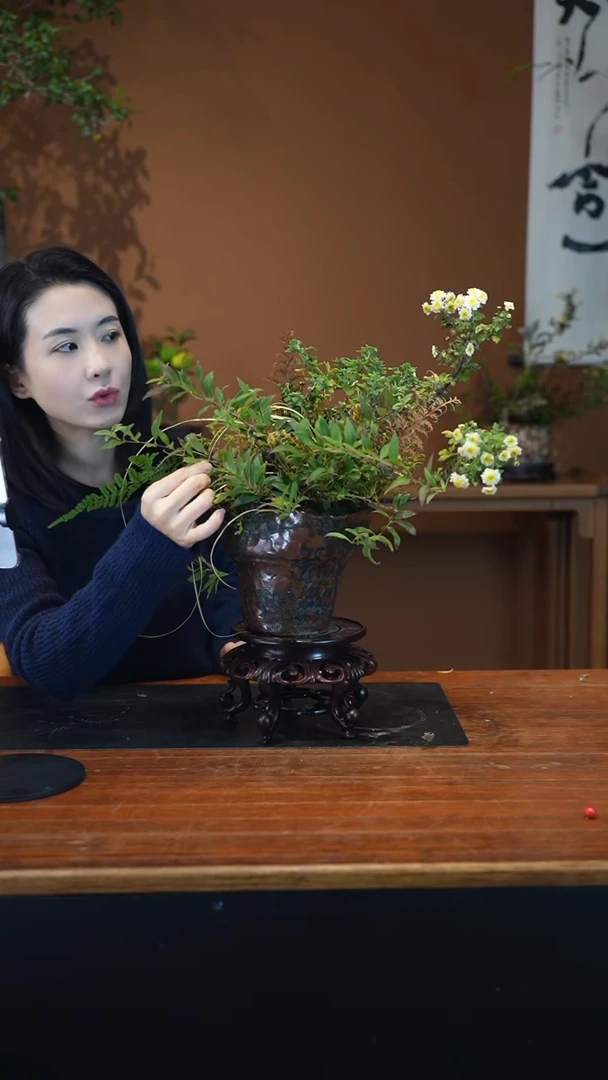 全部花朵山野草盆景盆景盆景