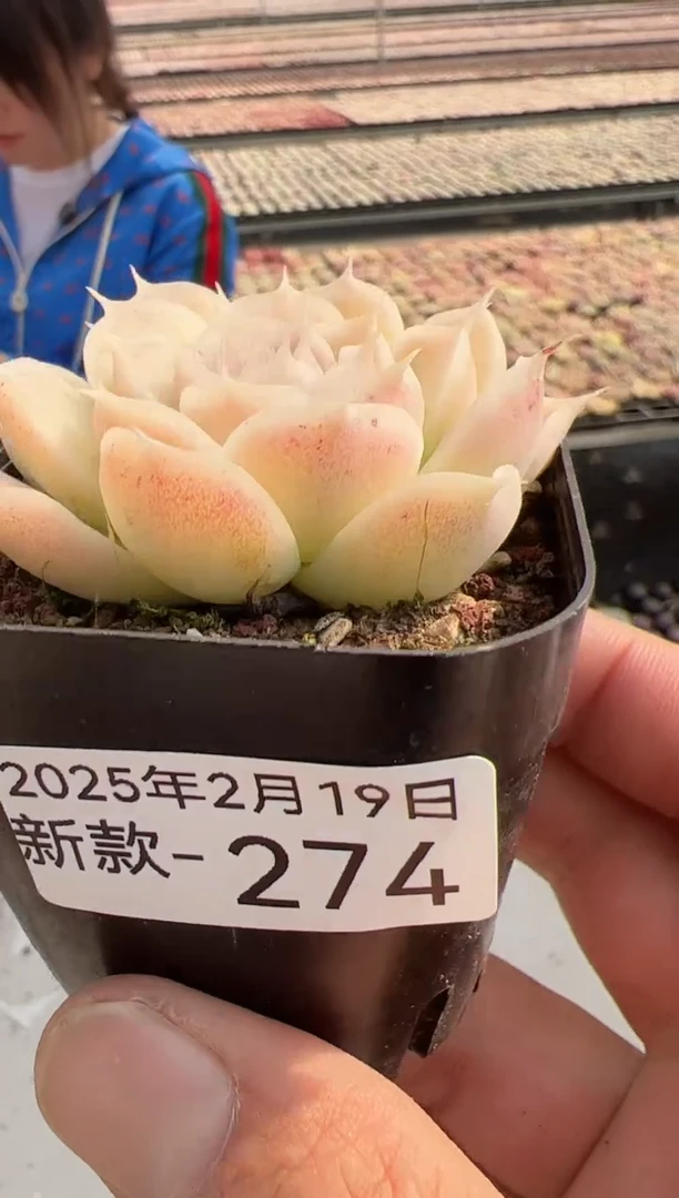 【闪购商品】新款多肉-274