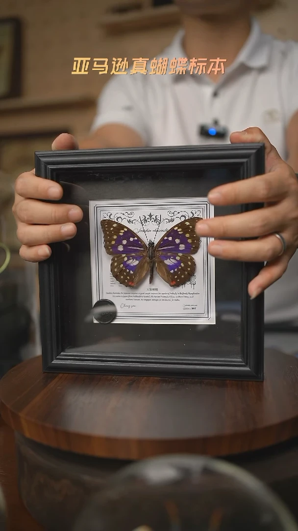 大紫蛱蝶盲盒版7寸欧式方框