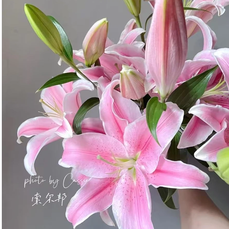 【A级 香水粉百合 双头】常州家居鲜花批发直播 两单顺丰三单花瓶江浙沪皖次日达
