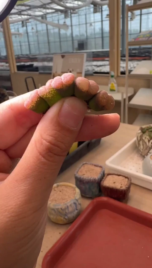 13-253多肉植物肉锥