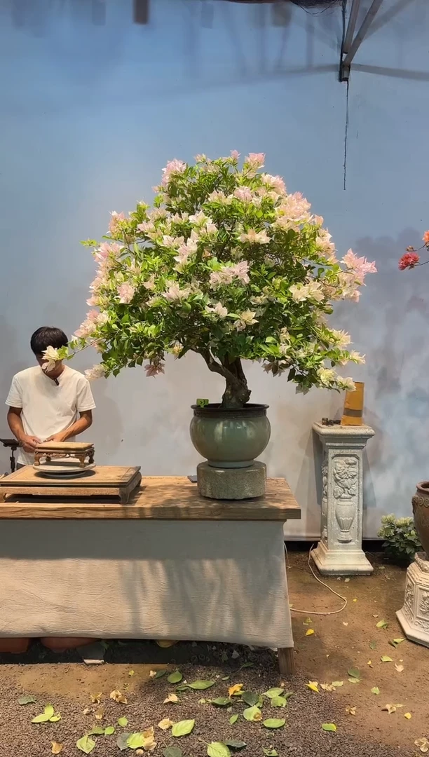 全部花朵添*三角梅23