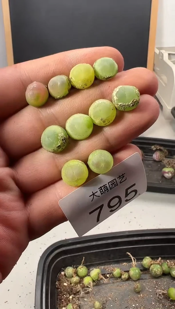 【闪购商品】++++795
