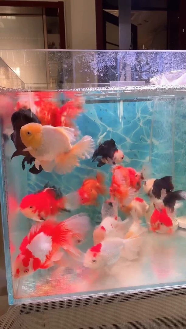 金鱼进口玛丽熊猫金鱼