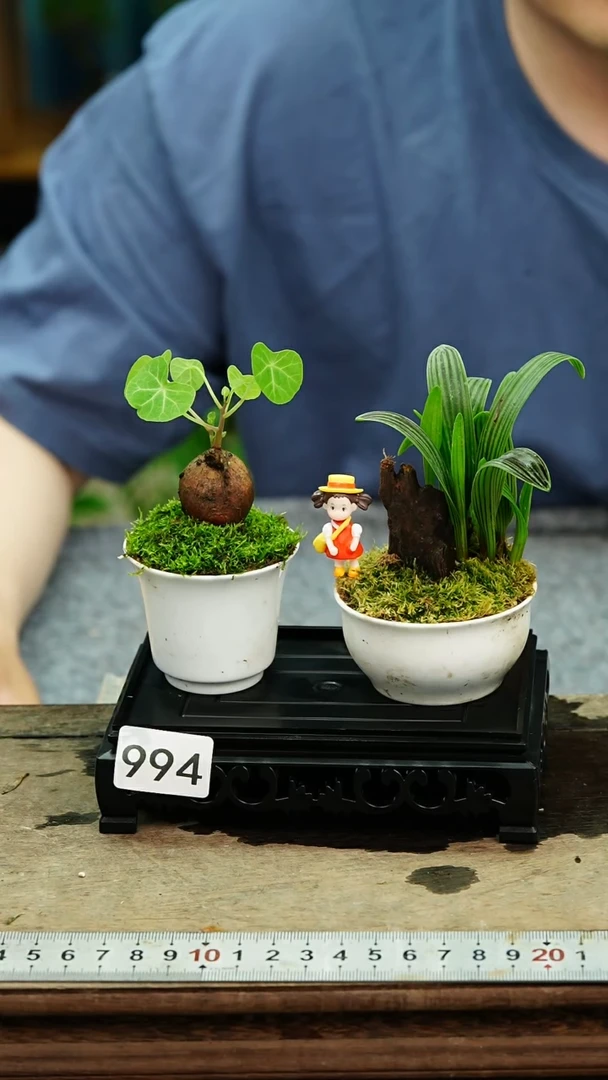 无花朵苔藓微景观994号