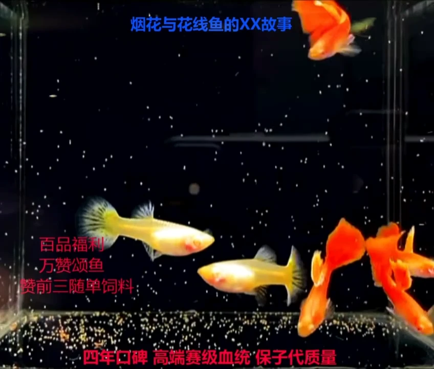 孔雀鱼花线霓虹大耳精品压成2对加备损