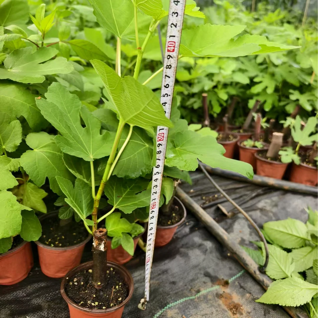 云南无花果菠姬红果苗