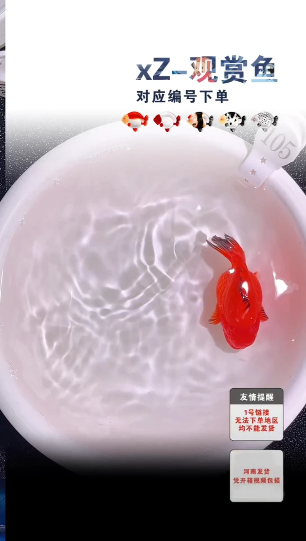 金鱼包装必拍未拍顺丰到付105号