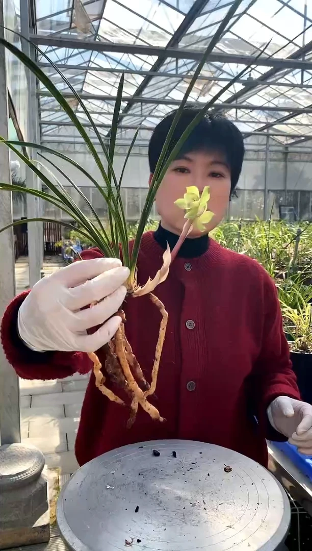 【闪购商品】绿云，二哥