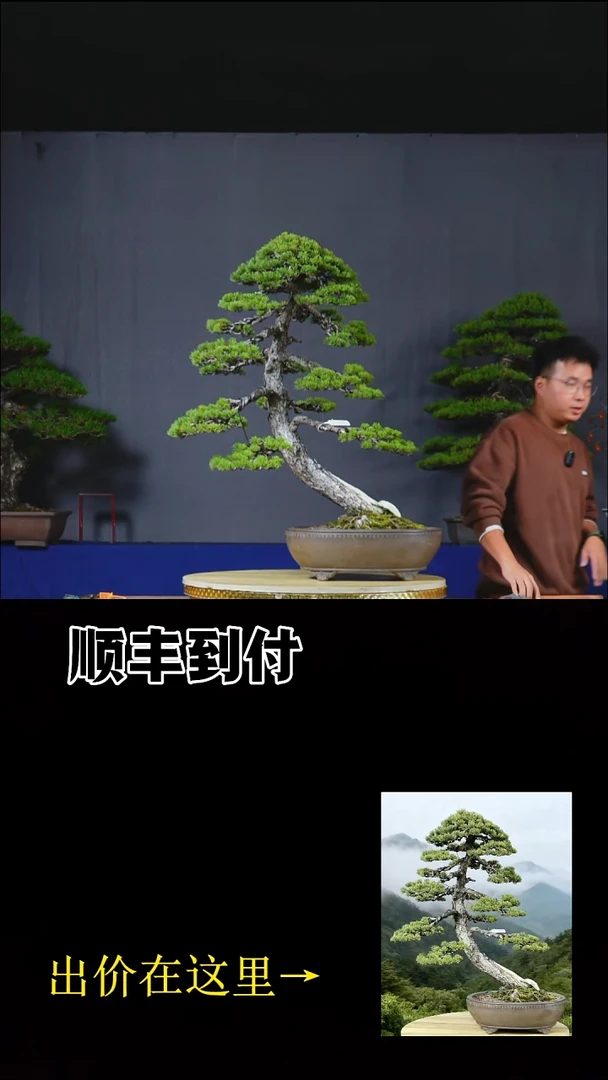 以实际为准五针松bubaoyou