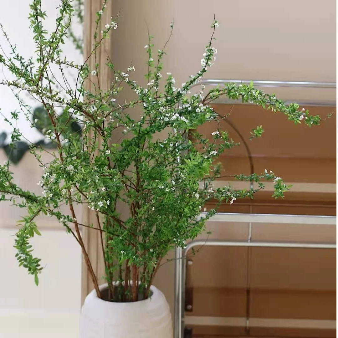 花小贝雪柳1束【任意2单顺丰包邮】