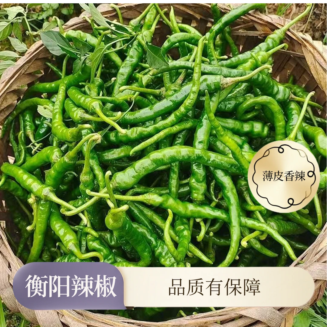 湖南衡阳本地农家种植新鲜辣椒青椒露天种植线椒剥皮香辣特辣辣