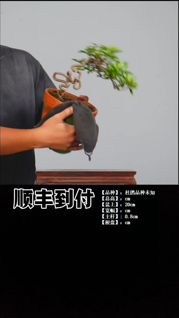 无花朵凯b885杜鹃bubaoyou