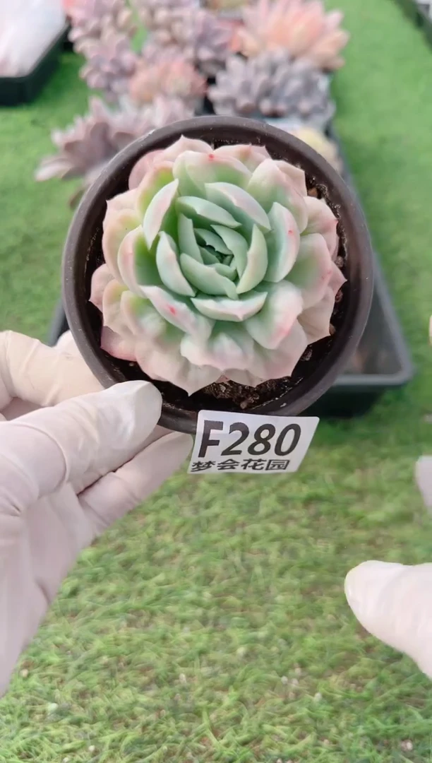 【闪购商品】梦会多肉一物一拍