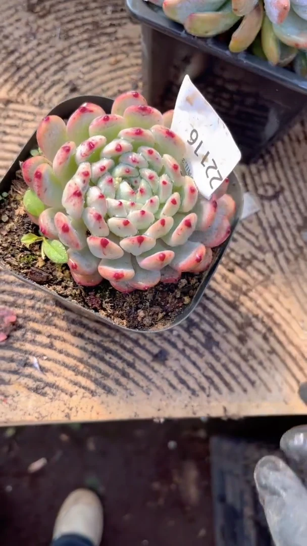 猫*咔跃跃精品多肉22116