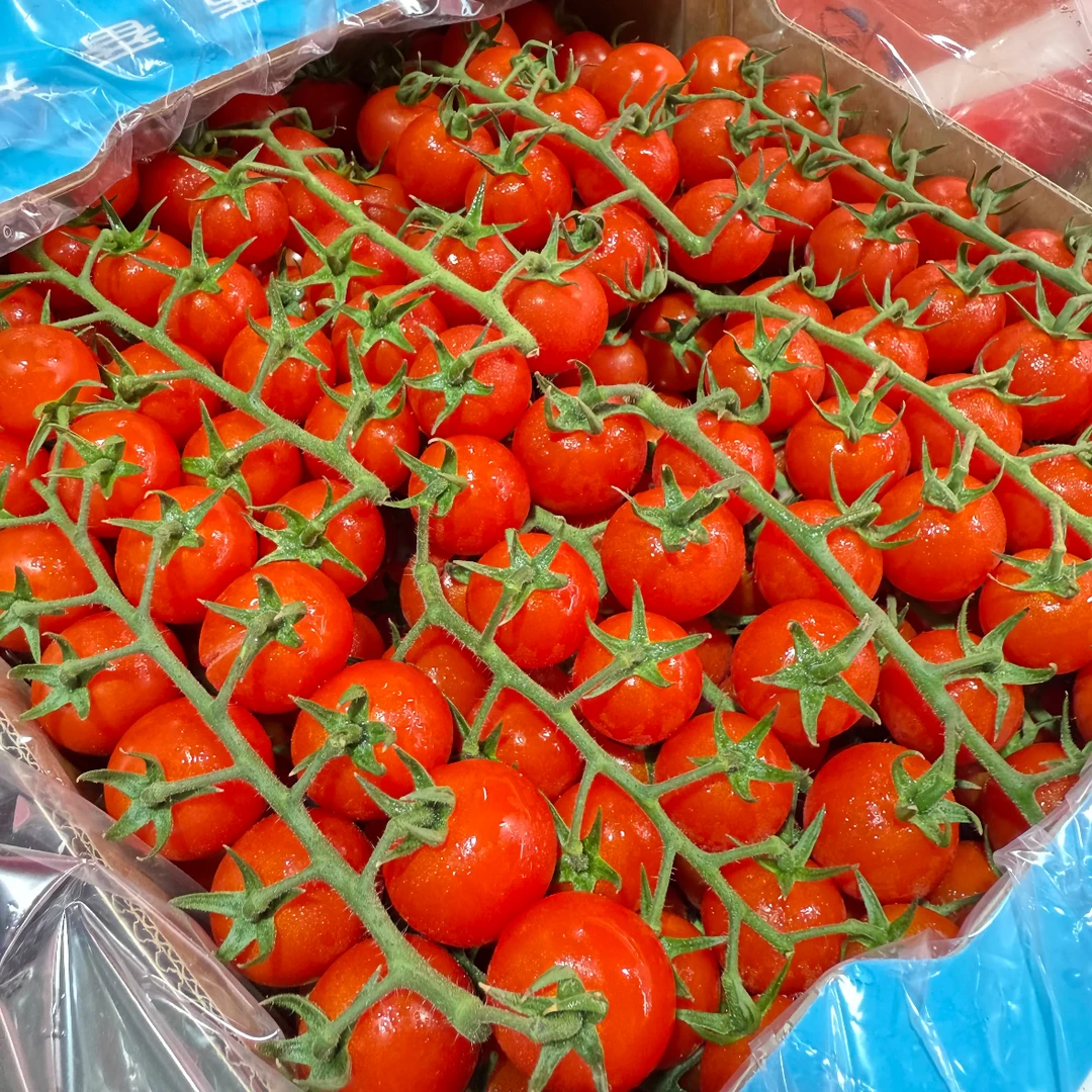 【爆脆多汁】串红番茄小番茄500g番茄同城配串枝番茄山东省