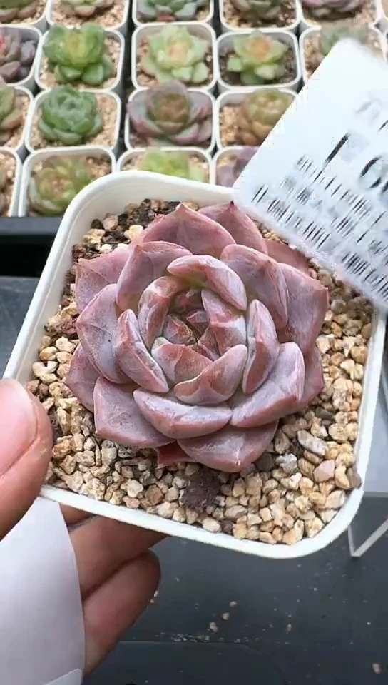 665F云禹多肉植物 默认脱土纸巾打包 3颗包邮